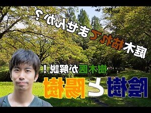 陽樹 陰樹